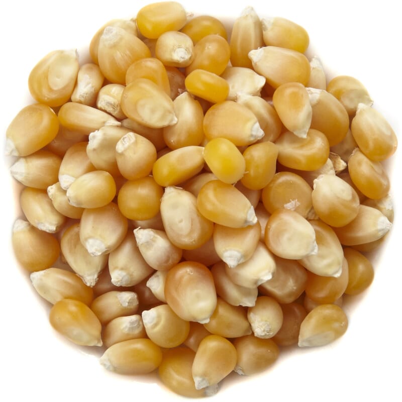 Popcorn maïs bio